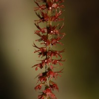 Oberonia meegaskumburae Priyad., Wijew. & Kumar